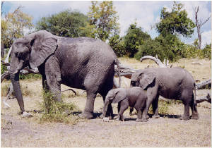 elephantspage3.jpg