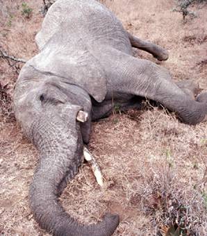 elephantpage.jpg