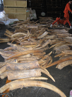 tusks-seized1.jpg